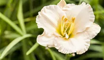 Hemerocallis x cult.'Gentle Shepherd'