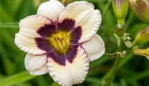 Hemerocallis x cult.'El Desperado'