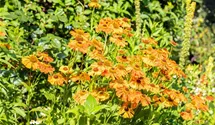 Helenium x cult.'Rauchtopas'