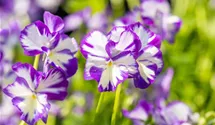 Viola cornuta 'Rebecca'