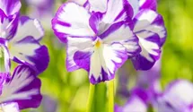 Viola cornuta 'Rebecca'