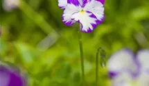 Viola cornuta 'Rebecca'