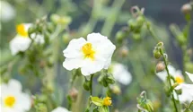 Helianthemum x cult.'Eisbär'