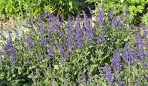 Salvia nemorosa 'Viola Klose'