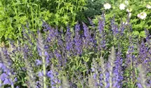 Salvia nemorosa 'Viola Klose'