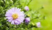 Aster dumosus 'Prof Anton Kippenberg'