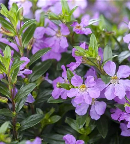 Cuphea hyssopifolia, lila