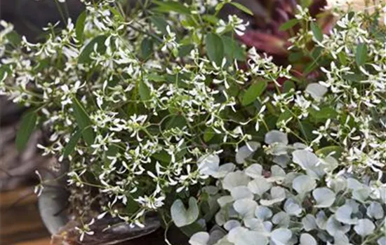 Dichondra 'Silver Falls'