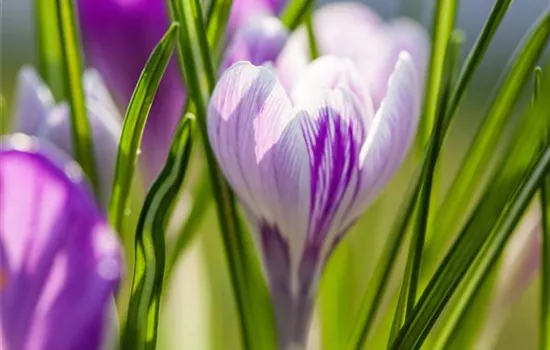 10 Blumenzwiebel - Frühlings-Krokus 'King of the Striped'