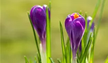 Crocus vernus 'Remembrance'. lila