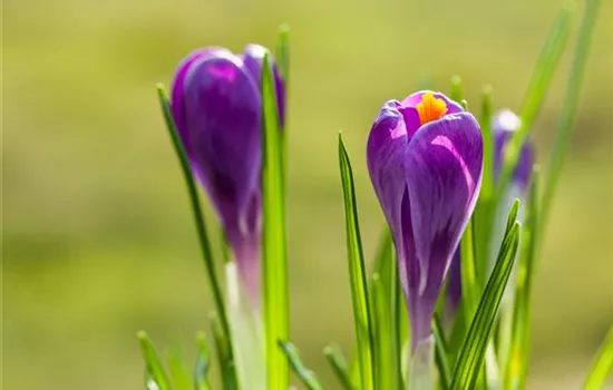 10 Blumenzwiebel - Frühlings-Krokus 'Remembrance'