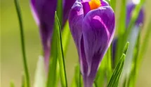 Crocus vernus 'Remembrance'. lila