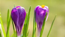 Crocus vernus 'Remembrance'. lila