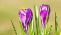 Crocus vernus 'Remembrance'. lila