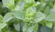 Mentha spicata 'Maroccan'