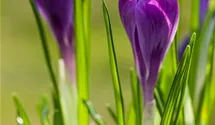 Crocus vernus 'Remembrance'. lila