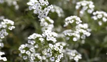 Duftsteinrich 'Snow Princess'