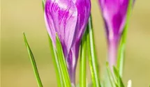 Crocus vernus 'Remembrance'. lila
