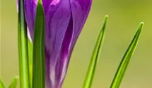 Crocus vernus 'Remembrance'. lila