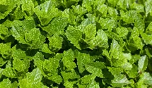 Mentha spicata 'Maroccan'