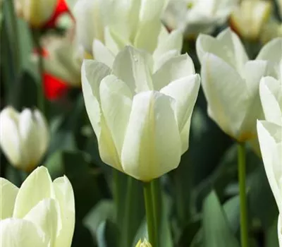 10 Blumenzwiebel - Garten-Tulpe 'Purissima'