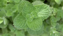 Mentha spicata 'Maroccan'