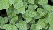 Mentha spicata 'Maroccan'