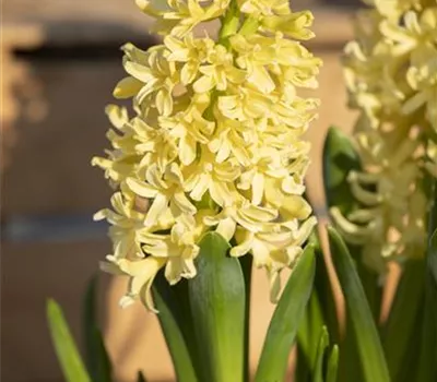 10 Blumenzwiebel - Hyazinthe 'Gipsy Princess'