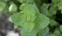 Mentha spicata 'Maroccan'