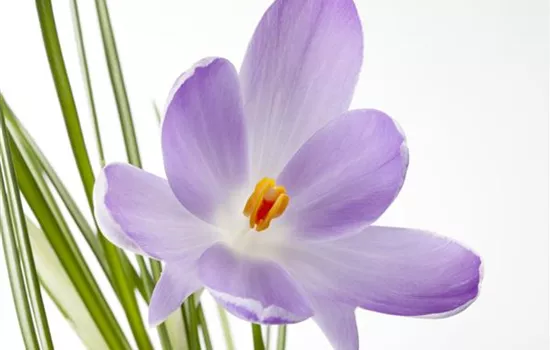 10 Blumenzwiebel - Safran-Krokus