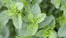 Mentha spicata 'Maroccan'