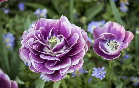 10 Blumenzwiebel - Tulpe 'Blue Diamond'