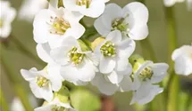 Garten-Bergenie 'Schneekristall'