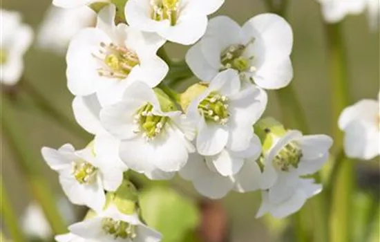 Bergenia cordifolia 'Schneekristall'