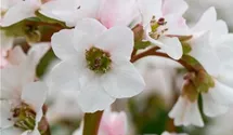 Garten-Bergenie 'Schneekristall'