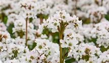 Garten-Bergenie 'Schneekristall'