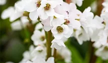 Garten-Bergenie 'Schneekristall'