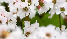 Garten-Bergenie 'Schneekristall'