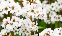 Garten-Bergenie 'Schneekristall'