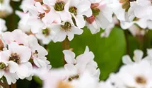 Garten-Bergenie 'Schneekristall'