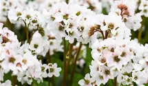 Garten-Bergenie 'Schneekristall'