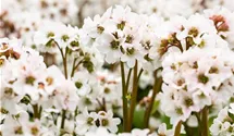 Garten-Bergenie 'Schneekristall'