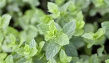 Mentha spicata 'Maroccan'