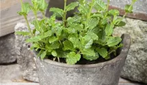 Mentha spicata 'Maroccan'