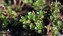 Mentha spicata 'Maroccan'