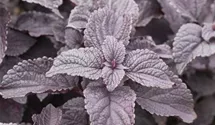 Solenostemon 'Black Prince'