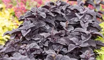 Solenostemon 'Black Prince'