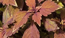 Solenostemon 'Black Prince'