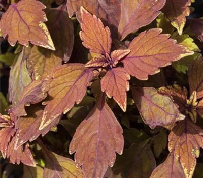 Buntnessel 'LANCELOT Cocoa Mint'