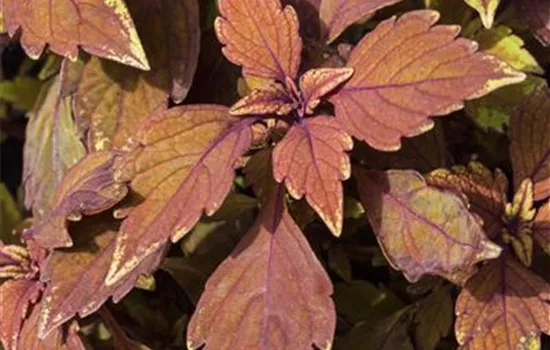 Buntnessel 'LANCELOT Cocoa Mint'